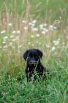 Black Labrador puppy sitting in field of daisys