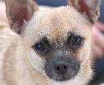 Tan Chihuahua portrait