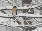 Perigrin Falcon sitting on branch of tree in heavy snow