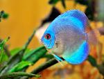 Side photograph of a brilliant blue discus fish
