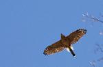 Hawk flying against a blue sky