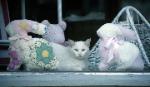 White cat posing in a store front window with stuffed rabbits