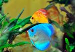 photograph of two discus fish one blue and one orange yellow