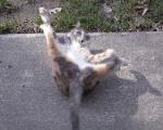 Calico cat splayed out on its back with a funny look in its eyes playing