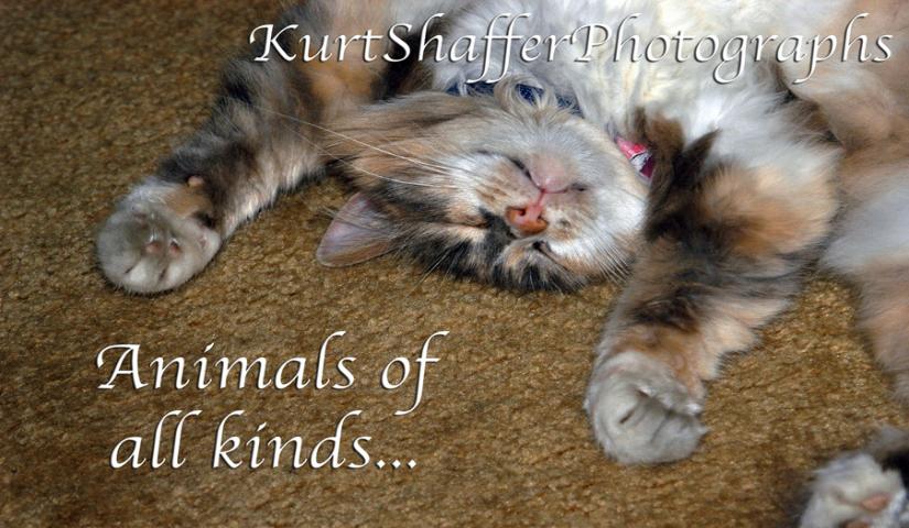 Photography of Kurt Shaffer Photographs Animals of all kinds