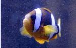 photo of clown fish in aquarium