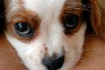 Cavalier King Charles Spaniel puppy photo portrait